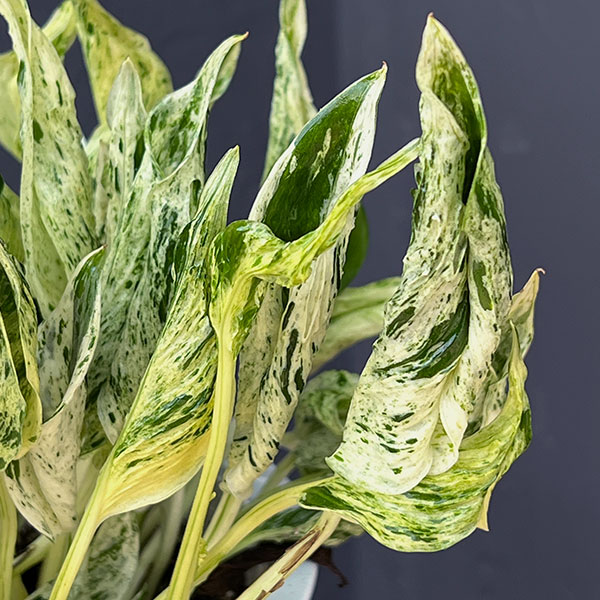 観葉植物 ポトス テルノラブソング 5号吊り鉢...の詳細画像3
