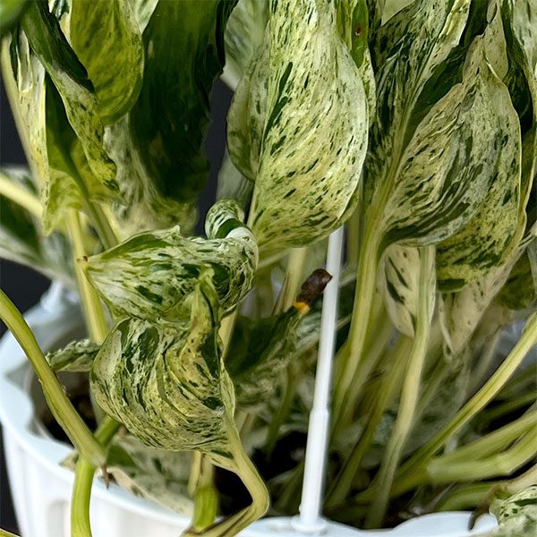 観葉植物 ポトス テルノラブソング 5号吊り鉢...の詳細画像4