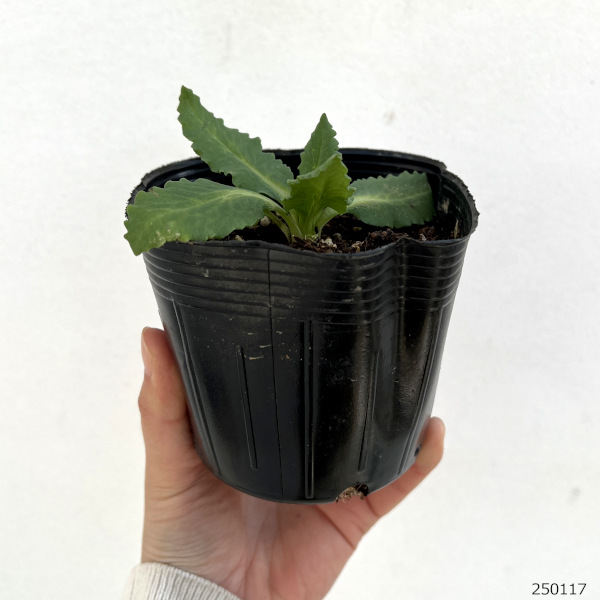 草花の苗 オリエンタルポピー ロイヤルウェディ...の詳細画像1