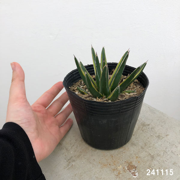 アガベ　極上姫笹の雪　子株4個付 アガベ 笹の雪 4 Agave victoriae reginae 子株3付 | My-Fav