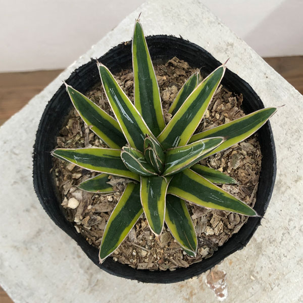 アガベ 笹の雪のおすすめ人気商品一覧 通販 - Yahoo!ショッピング