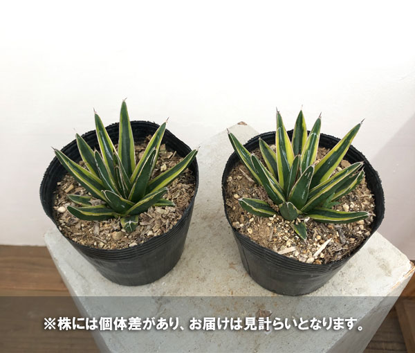 大好評！アガベ☆人気品種15点セット☆ 楽天市場】アガベ（観葉植物｜花・観葉植物）：花・ガーデン