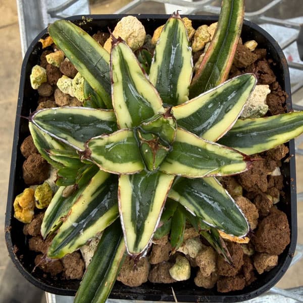 アガベ 雷神（観葉植物） | 花、ガーデニング のおすすめ人気商品一覧