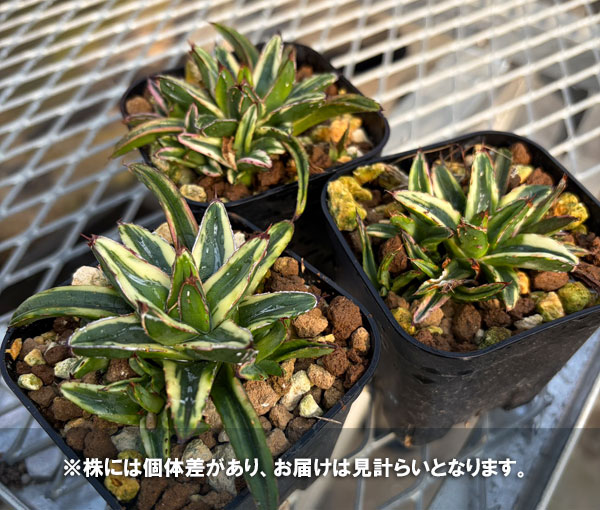 観葉植物 アーリーサマーセール アガベ 笹の雪...の詳細画像4