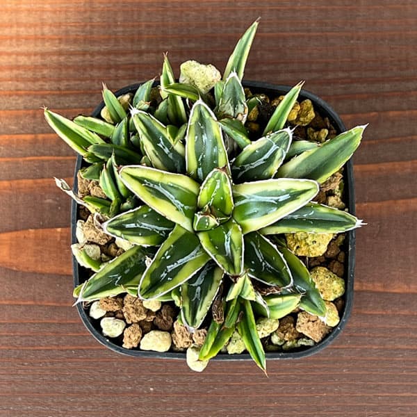 アガベ キシロナカンサ - Johnny the planter アガベ キシロナカンサ 2株セット X01