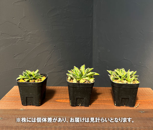 多肉植物 アガベ 輝山のおすすめ人気商品一覧 通販 - Yahoo!ショッピング
