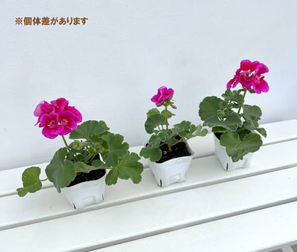 アイビーゼラニウム 苗（苗） | 花、ガーデニング のおすすめ人気商品