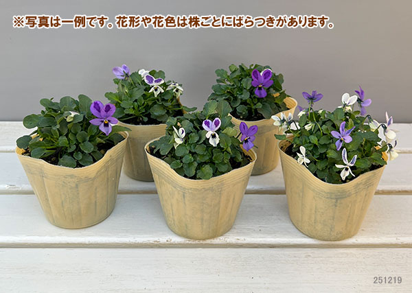 草花の苗 ビオラ 碧いうさぎ3-3.5号ポット 3株セット : 園芸ネット