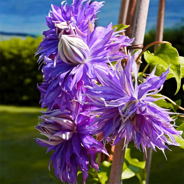 クレマチス 苗（花、ガーデニング）のおすすめ人気商品一覧 通販