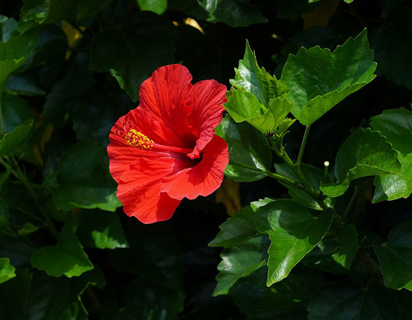 草花の苗 (わけあり特価)ハイビスカス ブリリ...の詳細画像1