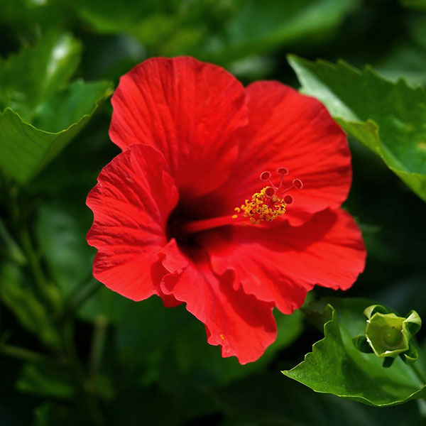 草花の苗 (わけあり特価)ハイビスカス ブリリ...の詳細画像2