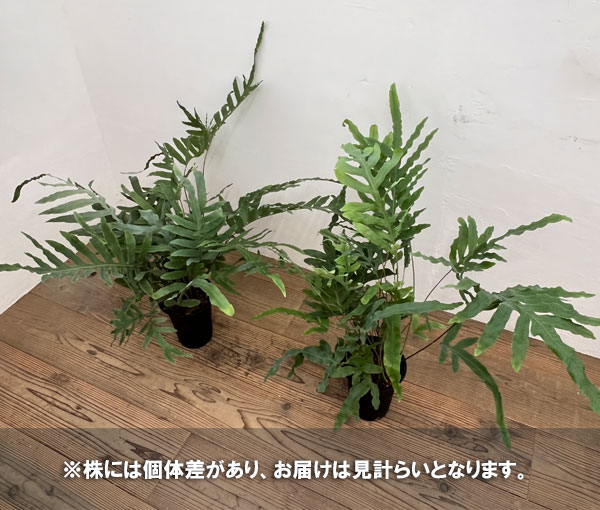 シダ植物 植物（観葉植物）の商品一覧 | 花、ガーデニング 通販 - Yahoo!ショッピング