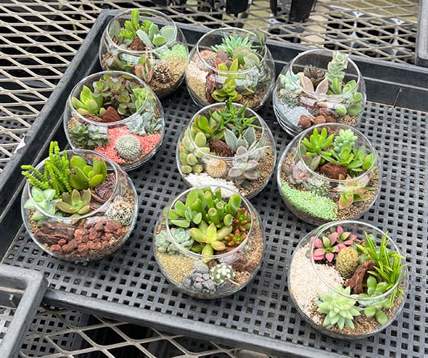 観葉植物 多肉寄せ植えガラスボールSS直径10cm 送料無料 : 園芸ネット
