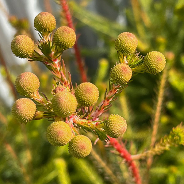 南アフリカ（花、ガーデニング）のおすすめ人気商品一覧 通販 - Yahoo