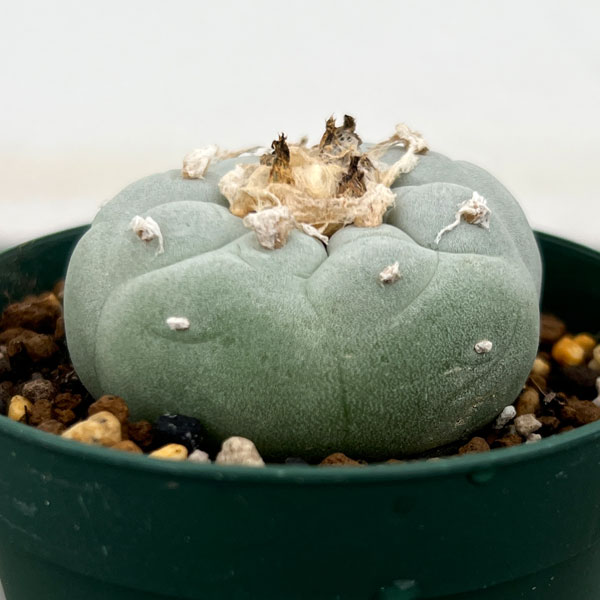 銀冠玉群生 サボテン 観葉植物 Z56 多肉植物サボテン 大疣銀冠玉 ロホホラ 実生 双頭 12苗セット 観葉