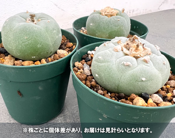 ロフォフォラのおすすめ人気商品一覧 通販 - Yahoo!ショッピング