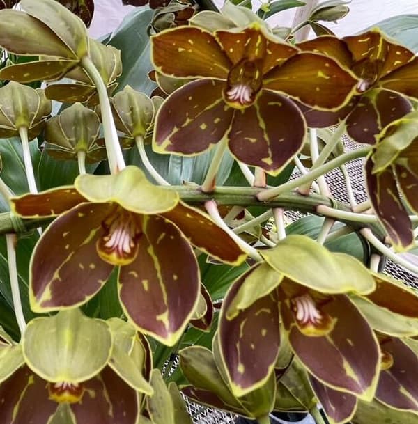 グラマトフィラム キングダム吊り仕立て（Sサイズ、花芽なし）の画像