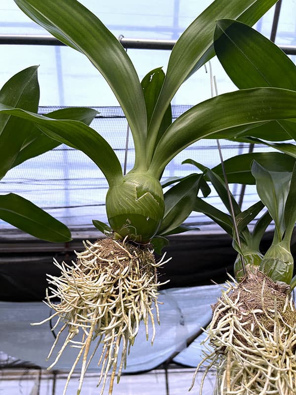 グラマトフィラム キングダム吊り仕立て（Sサイズ、花芽なし）の画像