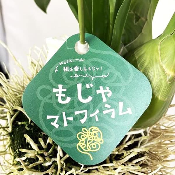 グラマトフィラム キングダム吊り仕立て（Sサイズ、花芽なし）の画像