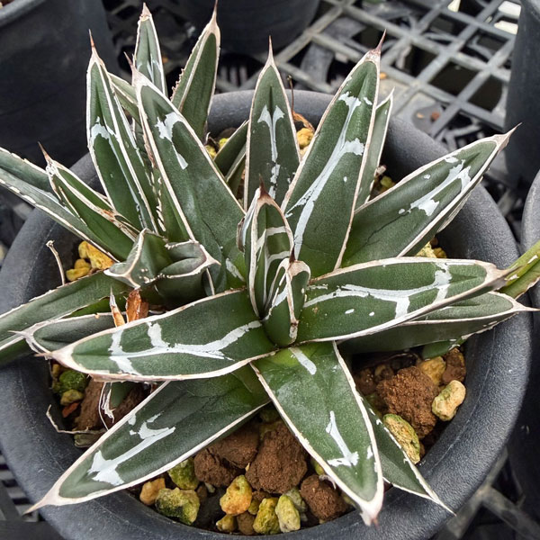 アガベ 笹の雪（花、ガーデニング）のおすすめ人気商品一覧 通販