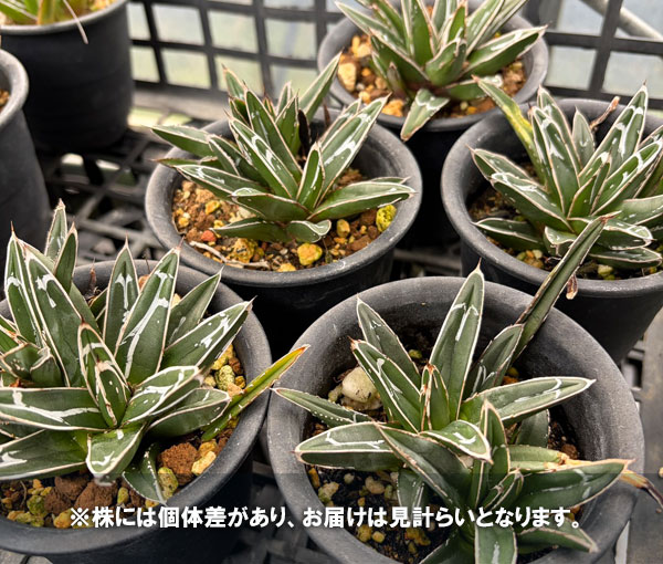 アガベ 笹の雪のおすすめ人気商品一覧 通販 - Yahoo!ショッピング