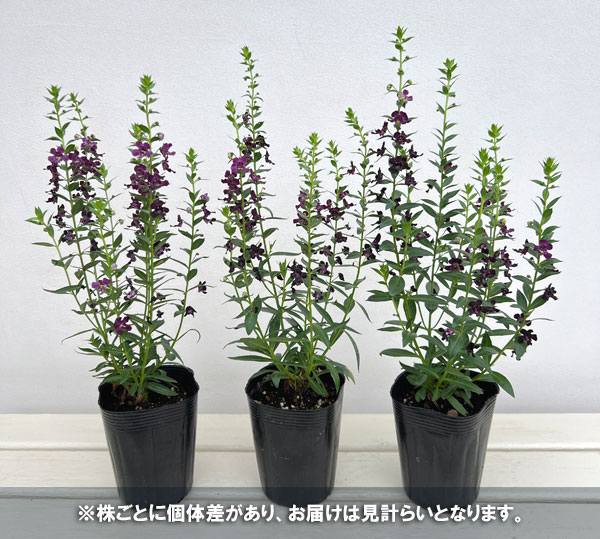 草花の苗 アンゲロニア エンジェルフレア ブラ...の詳細画像5