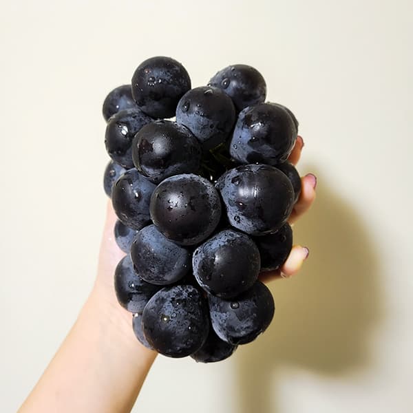 ナガノパープル 苗木のおすすめ人気商品一覧 通販 - Yahoo!ショッピング