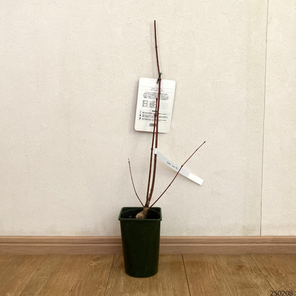 花木 庭木の苗 26年10月中下旬予約 モミジ...の詳細画像2
