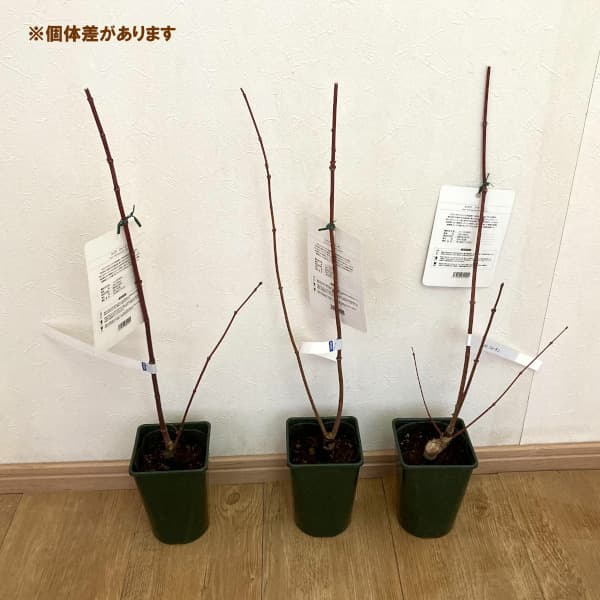 花木 庭木の苗 26年10月中下旬予約 モミジ...の詳細画像4