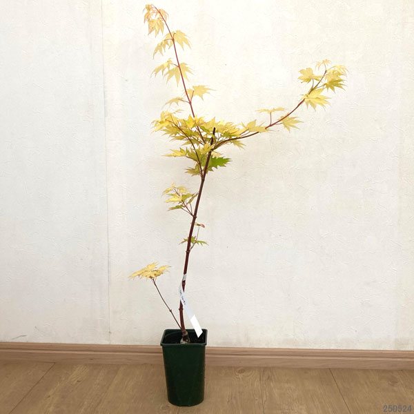 花木 庭木の苗 26年10月中下旬予約 モミジ...の詳細画像1