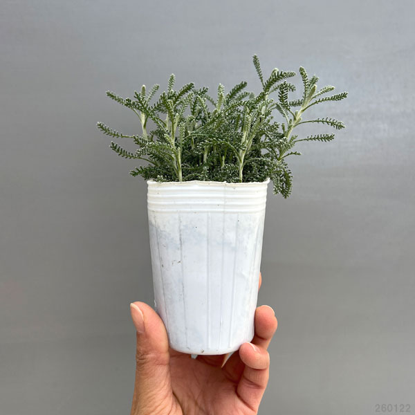 草花の苗 サントリナ シルバーミラー2.5号ポット : 園芸ネット - 通販