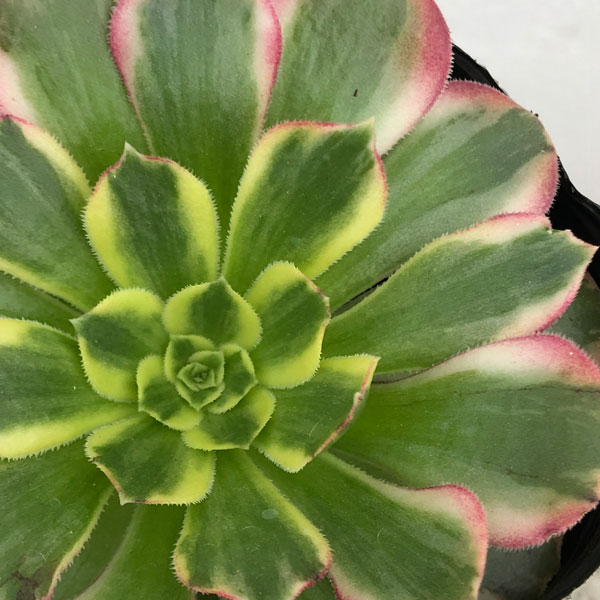 多肉植物アエオニウム錦のおすすめ人気商品一覧 通販 - Yahoo!ショッピング