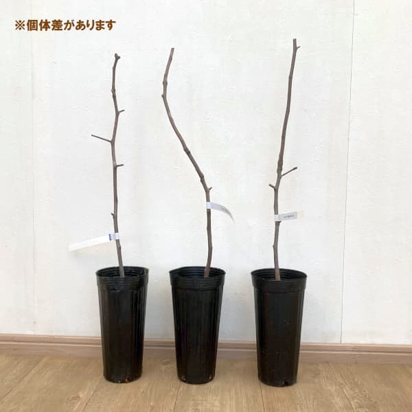 果樹の苗 ナツメ 大紅和田なつめ4号ポット接木苗の詳細画像4