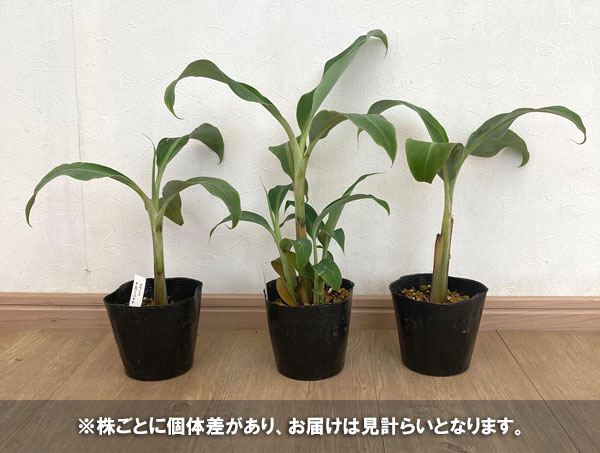 果樹の苗 バナナ ドワーフナムワーハーディー4...の詳細画像2