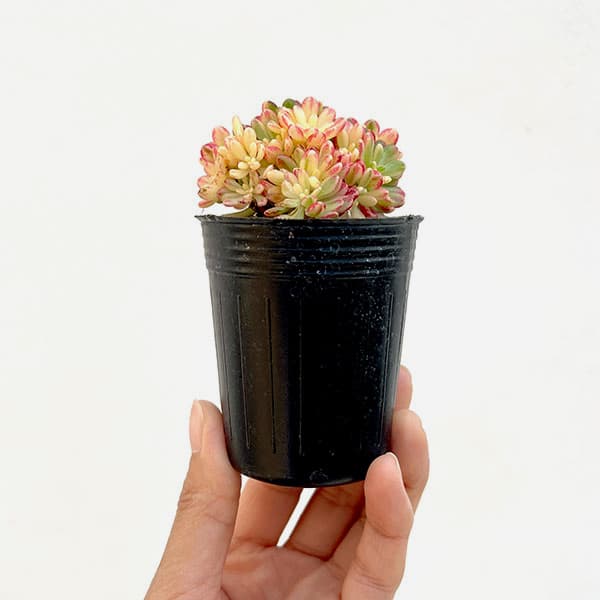 多肉植物アエオニウム錦の商品一覧 通販 - Yahoo!ショッピング