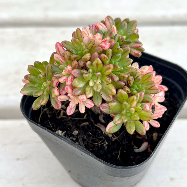 多肉植物アエオニウム錦の商品一覧 通販 - Yahoo!ショッピング