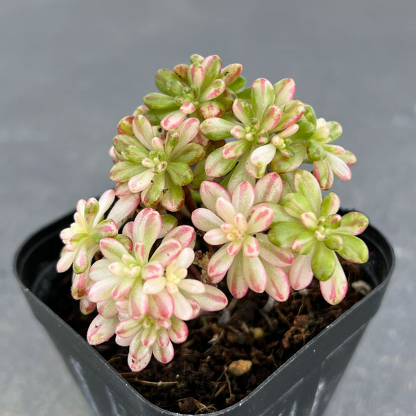 多肉植物アエオニウム錦の商品一覧 通販 - Yahoo!ショッピング 多肉植物アエオニウム錦の商品一覧 通販 - Yahoo!ショッピング