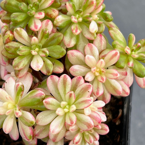 多肉植物アエオニウム錦の商品一覧 通販 - Yahoo!ショッピング 多肉植物アエオニウム錦の商品一覧 通販 - Yahoo!ショッピング