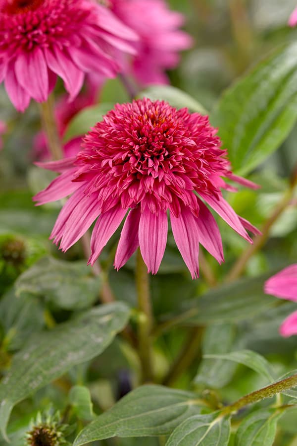 草花の苗 サマーセール (わけあり特価)エキナ...の詳細画像3
