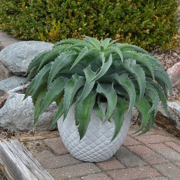 観葉植物 マンガベ フォーリングウォーター3号ポットの詳細画像4