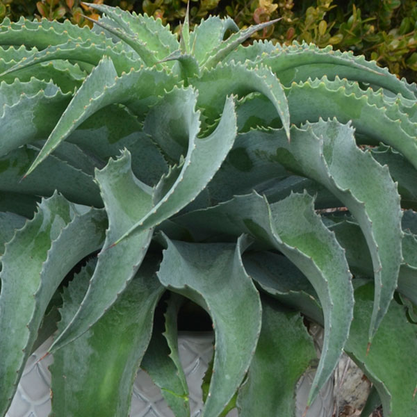 観葉植物 マンガベ フォーリングウォーター3号ポットの詳細画像3