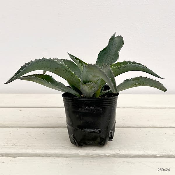 観葉植物 マンガベ フォーリングウォーター3号ポットの詳細画像1