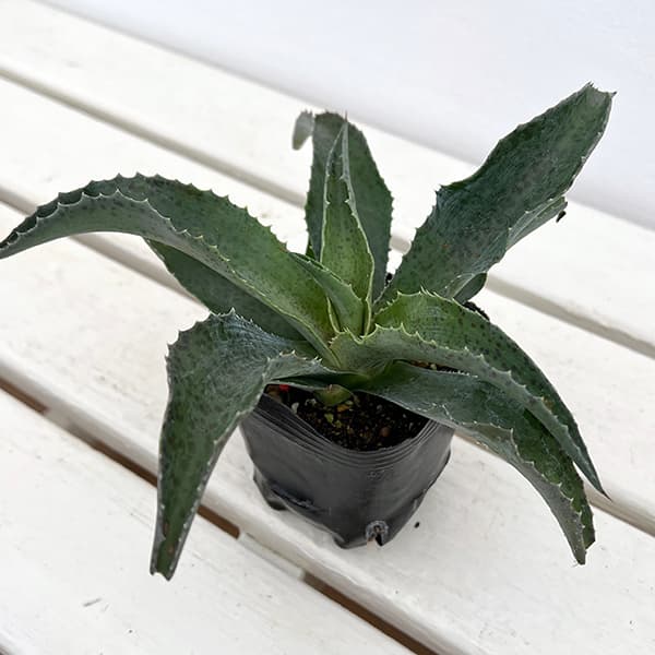 観葉植物 マンガベ フォーリングウォーター3号ポットの詳細画像2