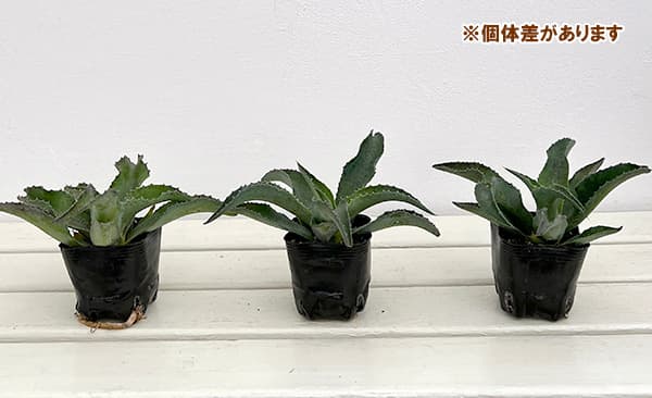 観葉植物 マンガベ フォーリングウォーター3号ポットの詳細画像5