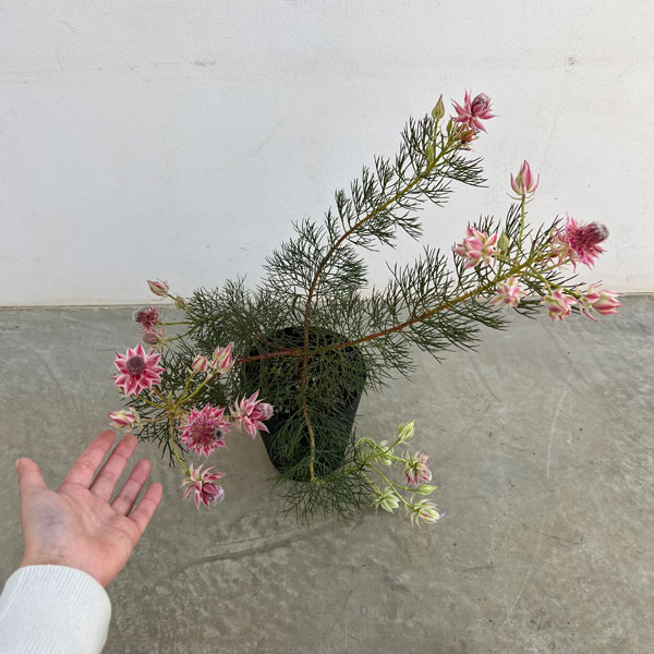 セルリアのおすすめ人気商品一覧 通販 - Yahoo!ショッピング