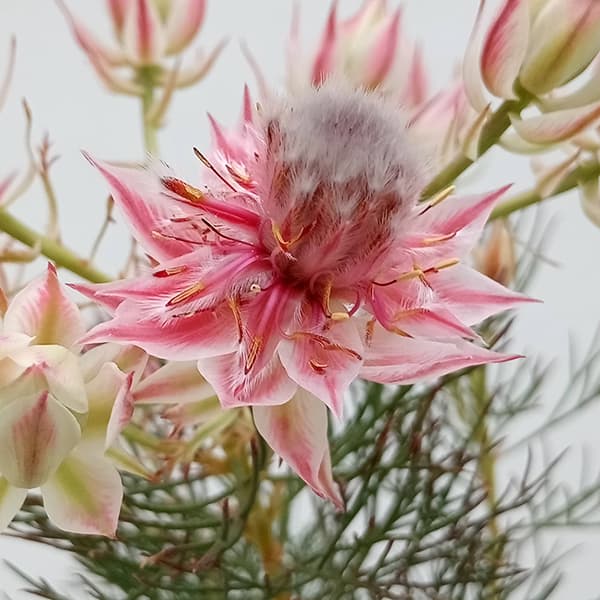 花木 庭木の苗 （わけあり特価）セルリア（ジョーイセルリア