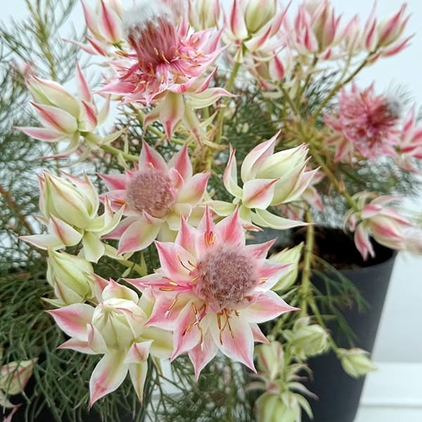 花木 庭木の苗 （わけあり特価）セルリア（ジョーイセルリア