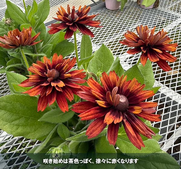 ルドベキア（花、ガーデニング）の商品一覧 通販 - Yahoo!ショッピング