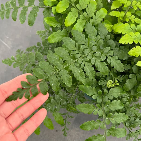 アスプレニウム（観葉植物） | 花、ガーデニング のおすすめ人気