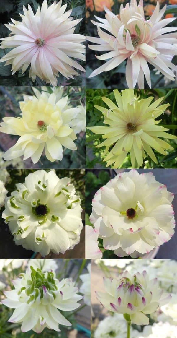 草花の苗 ラナンキュラス ラックス 品種おまかせ3.5-4号ポット 3株